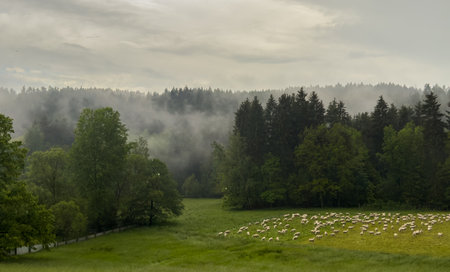Panorama Landscape in Vogtland, Saxony with fog, rain and a flock of sheepの写真素材