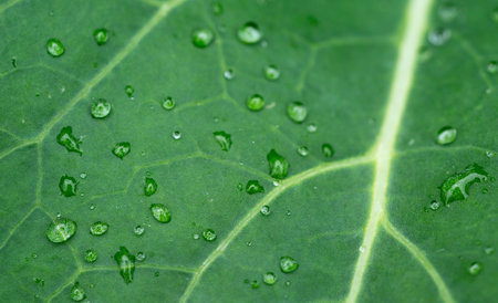 green leaf with water drops