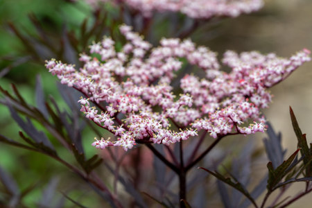Sambucus nigra 'Black Beauty' flowersの写真素材