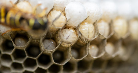 Close-up of a wasp nest with young larvaeの写真素材
