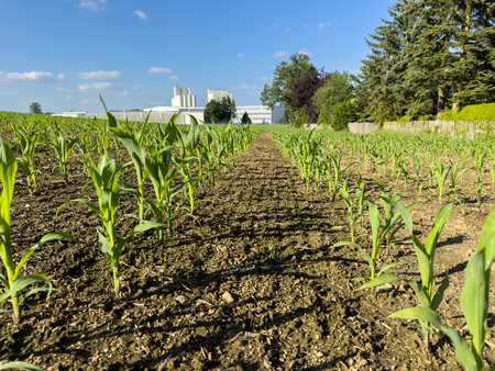 Young corn plants grown in rows in a field in springの写真素材