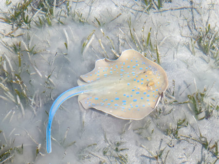 Taeniura lymma in the Red Sea in Egyptの写真素材