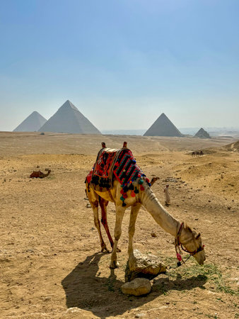 pyramid of giza and camels in the desert, egyptの写真素材