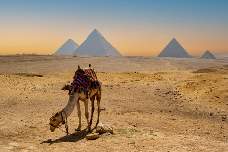 Camel in the desert near the Pyramids of Giza in Egyptの写真素材