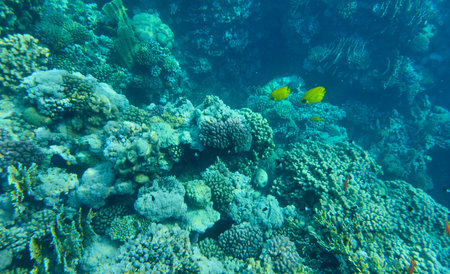 coral reef with fish on the Red Sea in Egypt