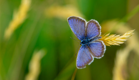 blue butterfly Lycaenidae on a flowerの写真素材