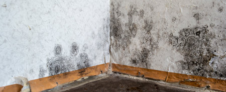 Black mold on a wall in the apartment