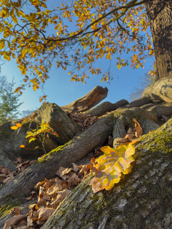 autumn in the forest with a yellow leaf in the foreground and an old tree in the background