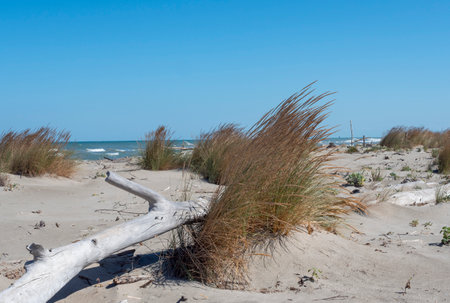 Coastal landscape with driftwood on a natural beach on the Adriatic Sea in Italyの写真素材