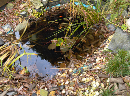 Garden pond in autumn with leaves and algae, garden design renewalの写真素材