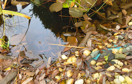 Garden pond in autumn with leaves and algae, garden design renewalの写真素材