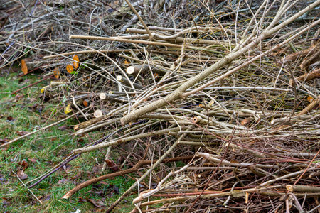Pruning shrubs in winter gardening in the parkの写真素材