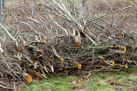 Pruning shrubs in winter gardening in the parkの写真素材