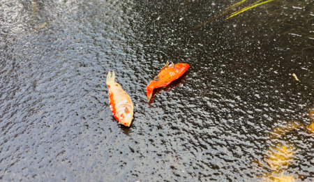 Koi fish in frozen garden pond during winterの写真素材