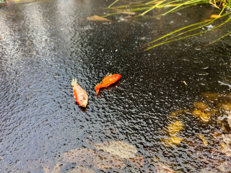 Goldfish in frozen garden pond during winterの写真素材