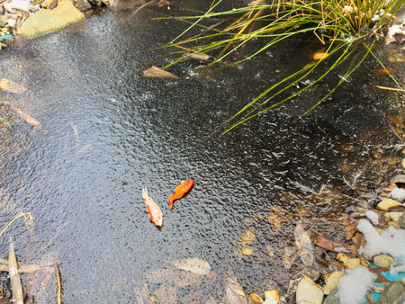 Koi fish in frozen garden pond during winterの写真素材