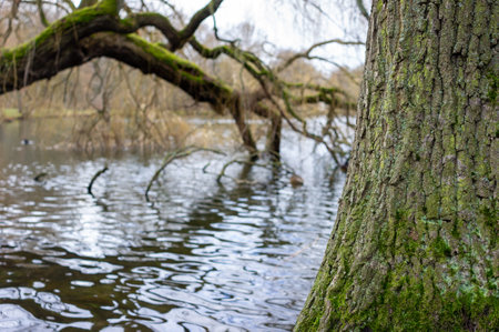 willow tree in the water with a tree trunk in the foregroundの写真素材