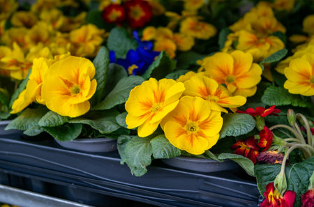 Primrose flowers with pot for sale in springの写真素材