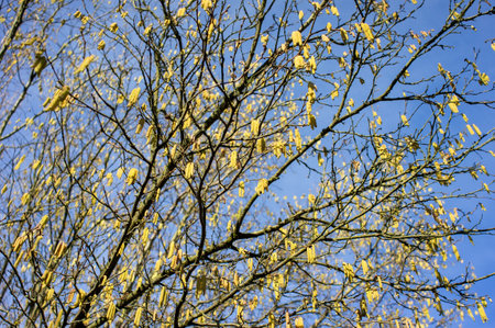 Common hazel with flower kitten in springの写真素材
