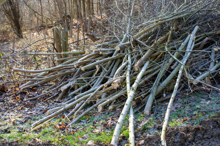 Pruning shrubs in winter gardening in the parkの写真素材