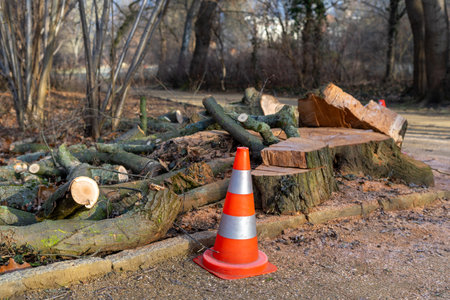 Tree felling work with warning cones in a park