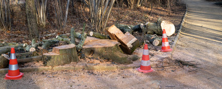 panoramic tree felling work with warning cones in a parkの写真素材