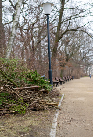 Pruning shrubs in winter gardening in the park verticallyの写真素材
