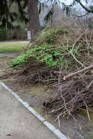 Pruning shrubs in winter gardening in the park verticallyの写真素材