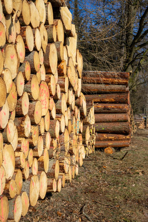 stack of tree trunks, wooden industry verticalの写真素材