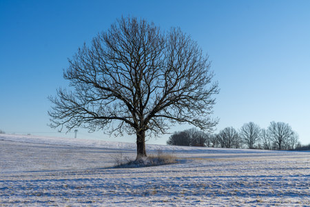 winter landscape with a lonely treeの写真素材