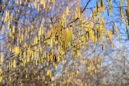 Hazelnut shrub flower in springの写真素材
