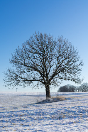 winter landscape with a lonely one tree verticalの写真素材