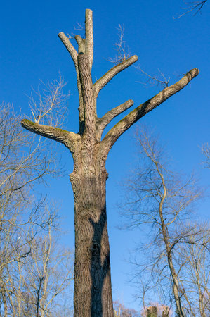 Big tree with blue sky background verticalの写真素材
