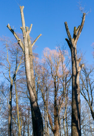 dead tree against blue sky verticalの写真素材