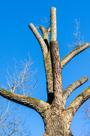 Big tree with blue sky background verticalの写真素材