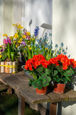 Flowers and plants for sale in a garden market in spring verticalの写真素材
