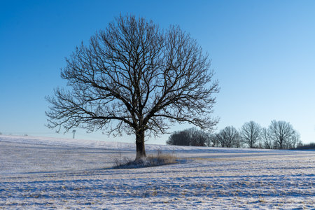 winter landscape with a lonely one treeの写真素材