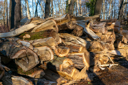 stack of firewood in the forestの写真素材