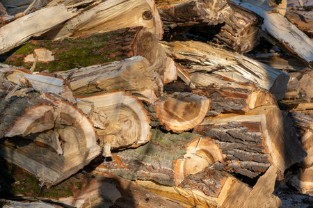 stack of firewood in the forestの写真素材
