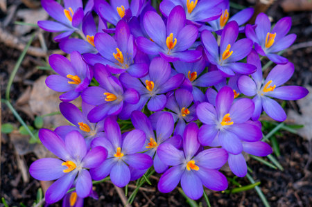 many purple crocus flowers in the gardenの写真素材