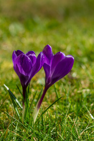 purple spring crocus flowers in the green meadow verticalの写真素材