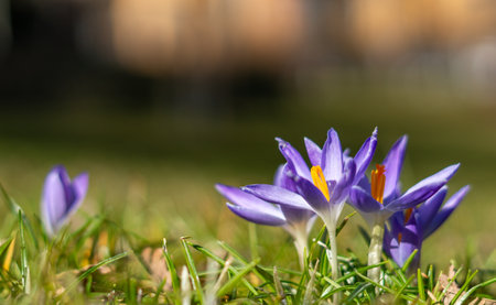 Beautiful purple spring crocus flowers with bokeh in the park