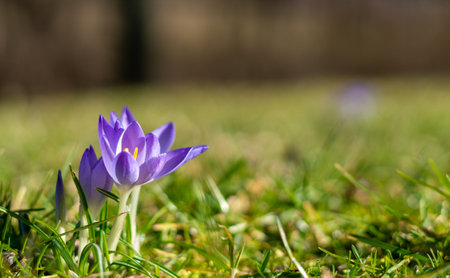 Beautiful purple spring crocus flowers with bokeh in the parkの写真素材