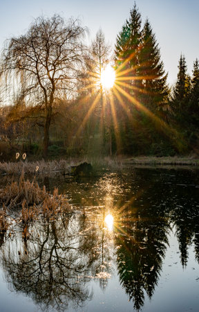 sunrise over the pond in the landscape with sun star and reflection of the trees in the water verticalの写真素材