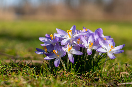 purple spring crocus flowers in the garden with waterdropsの写真素材