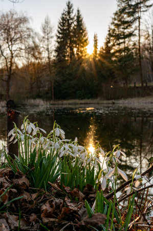 Snowdrops on a pond at sunset in spring verticalの写真素材