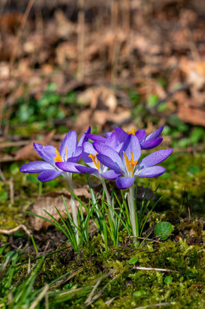 purple spring crocus flowers with waterdrops vertical designの写真素材