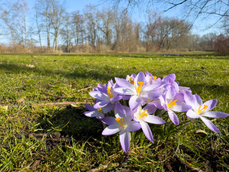 purple crocus flowers on a meadow in the park with morning dewの写真素材