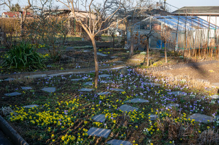 Early blooming flowers in the flower bed in the gardenの写真素材