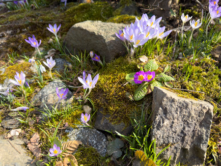 colorful spring flowers in the stone gardenの写真素材